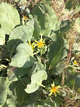 Image of southern mule-ears