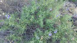 Imagem de Salvia coahuilensis Fernald