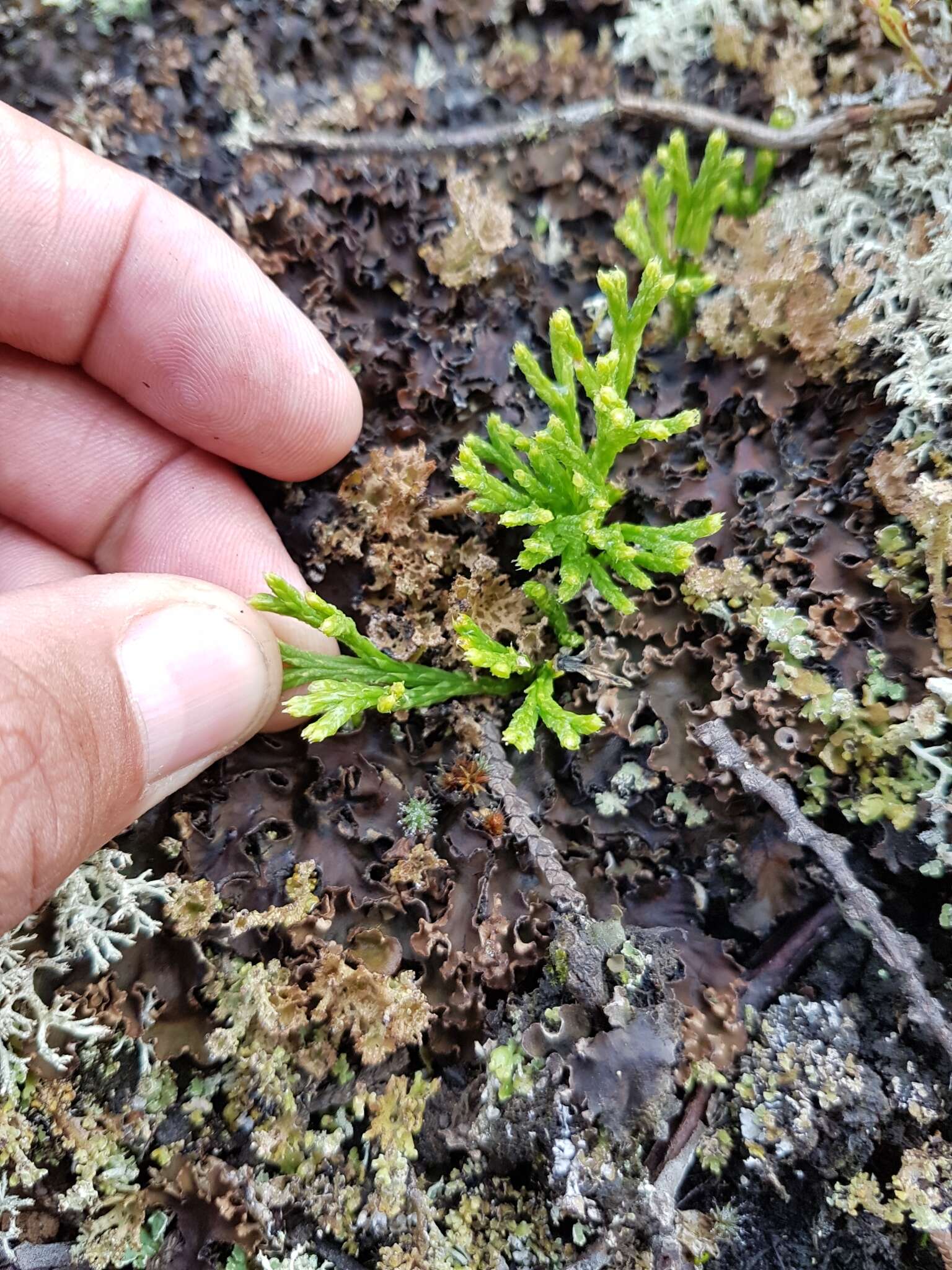 Imagem de Diphasiastrum sabinifolium (Willd.) Holub