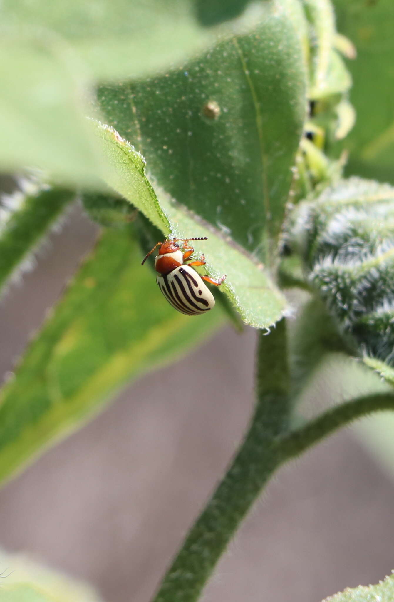 Image of Sunflower Beetle