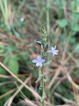 Image of tortula moss