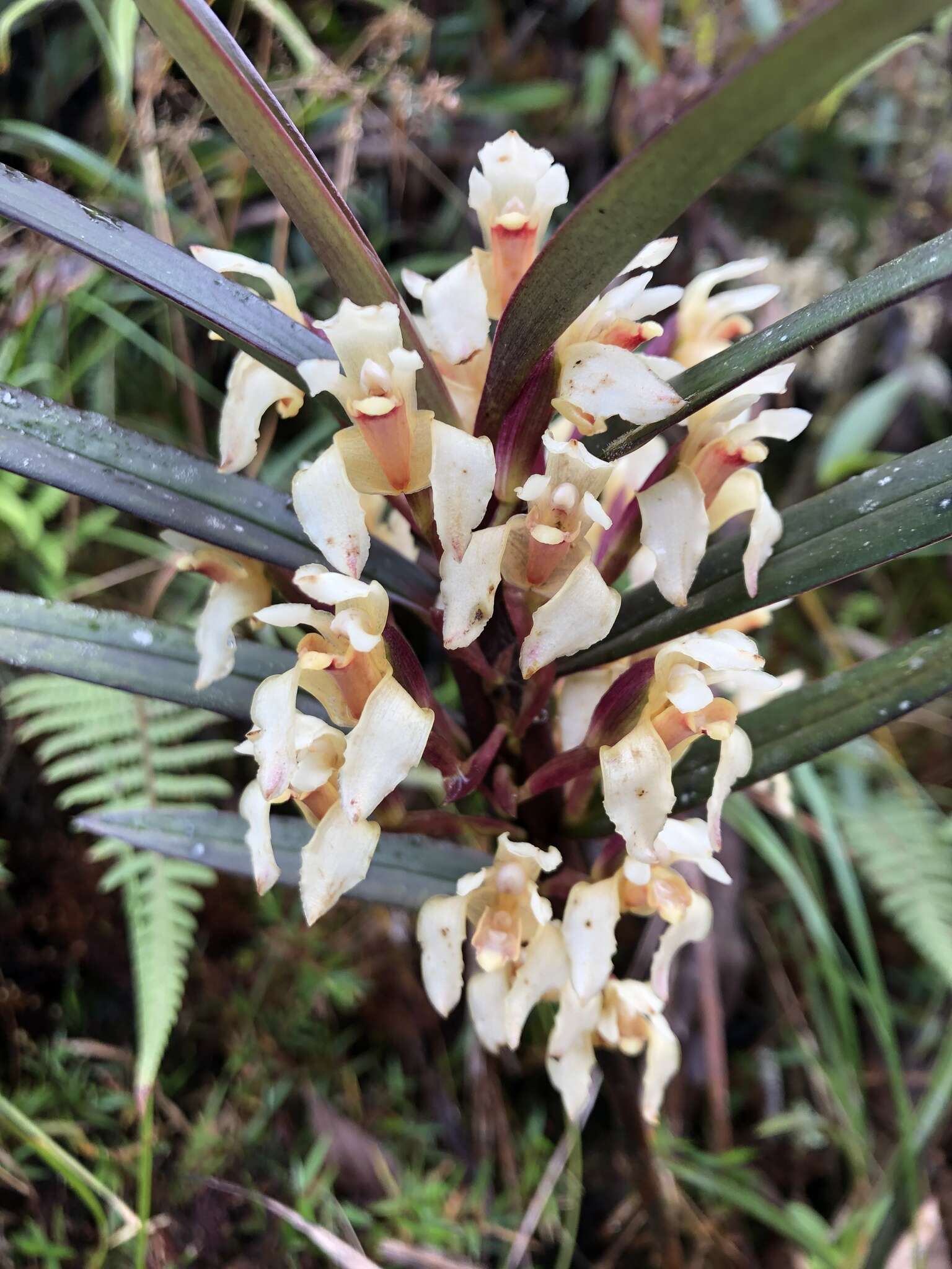 Image of Maxillaria embreei Dodson