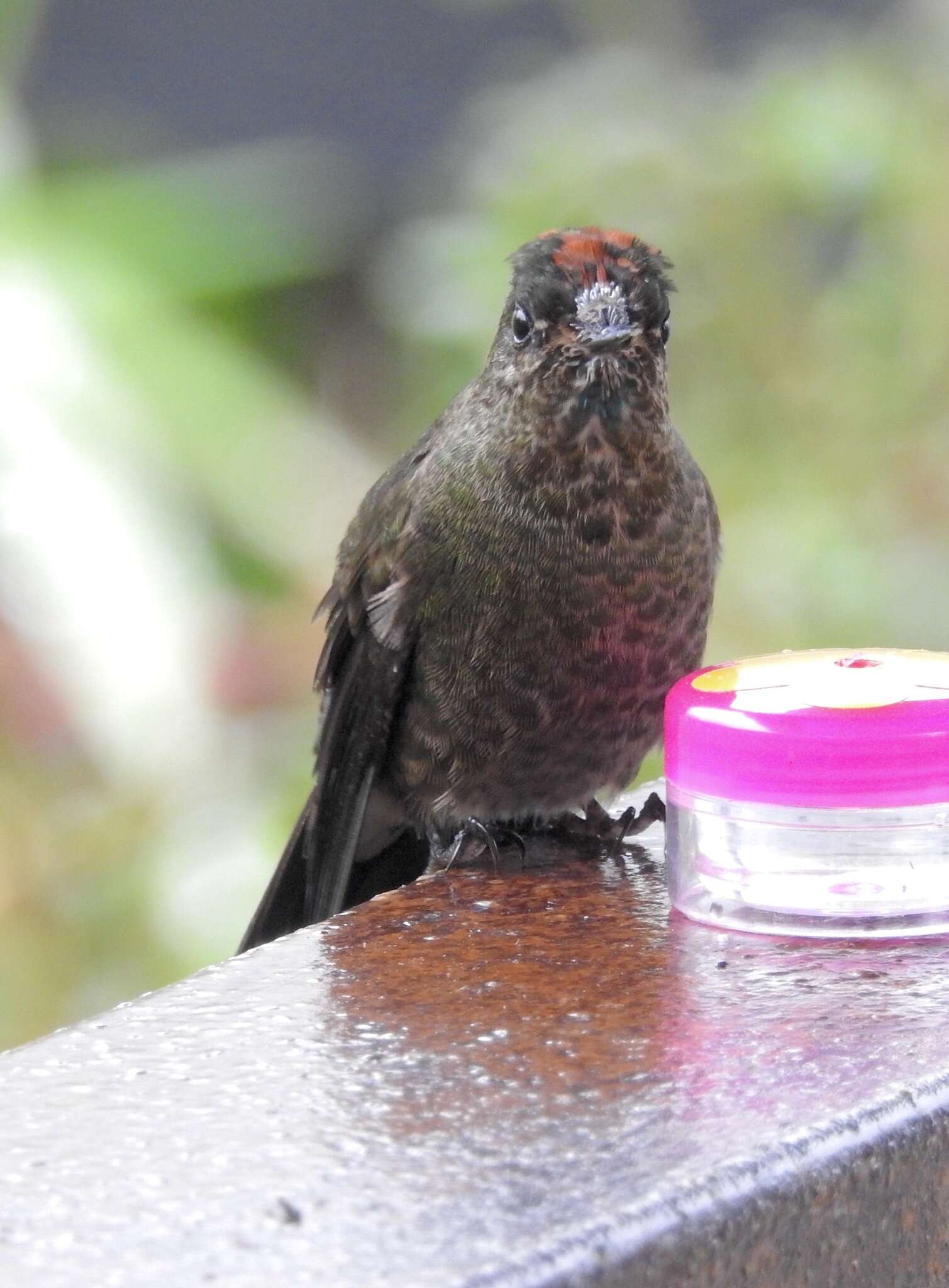 Image of Rainbow-bearded Thornbill