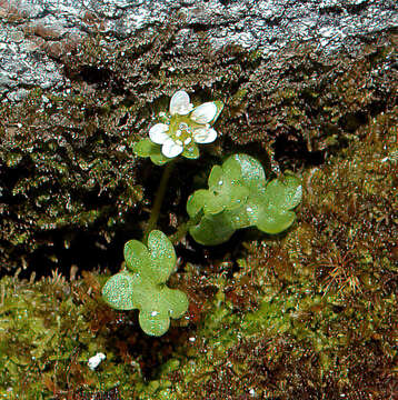 Image of weak saxifrage