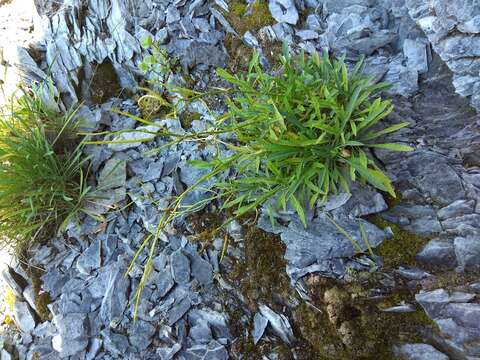 Image of Erysimum flavum (Georgi) Bobrov