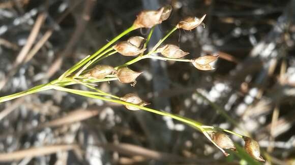 صورة Rhynchospora megalocarpa A. Gray