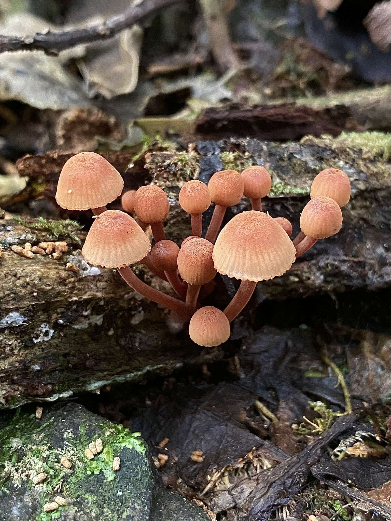 Image of Mycena parsonsiae G. Stev. 1964