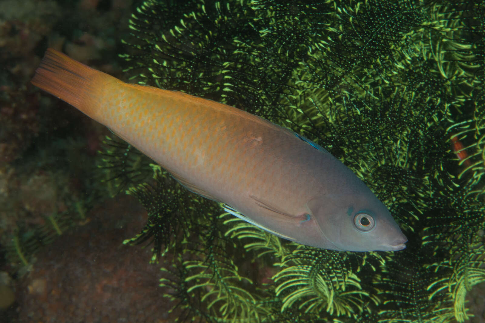 Image of Half-grey wrasse