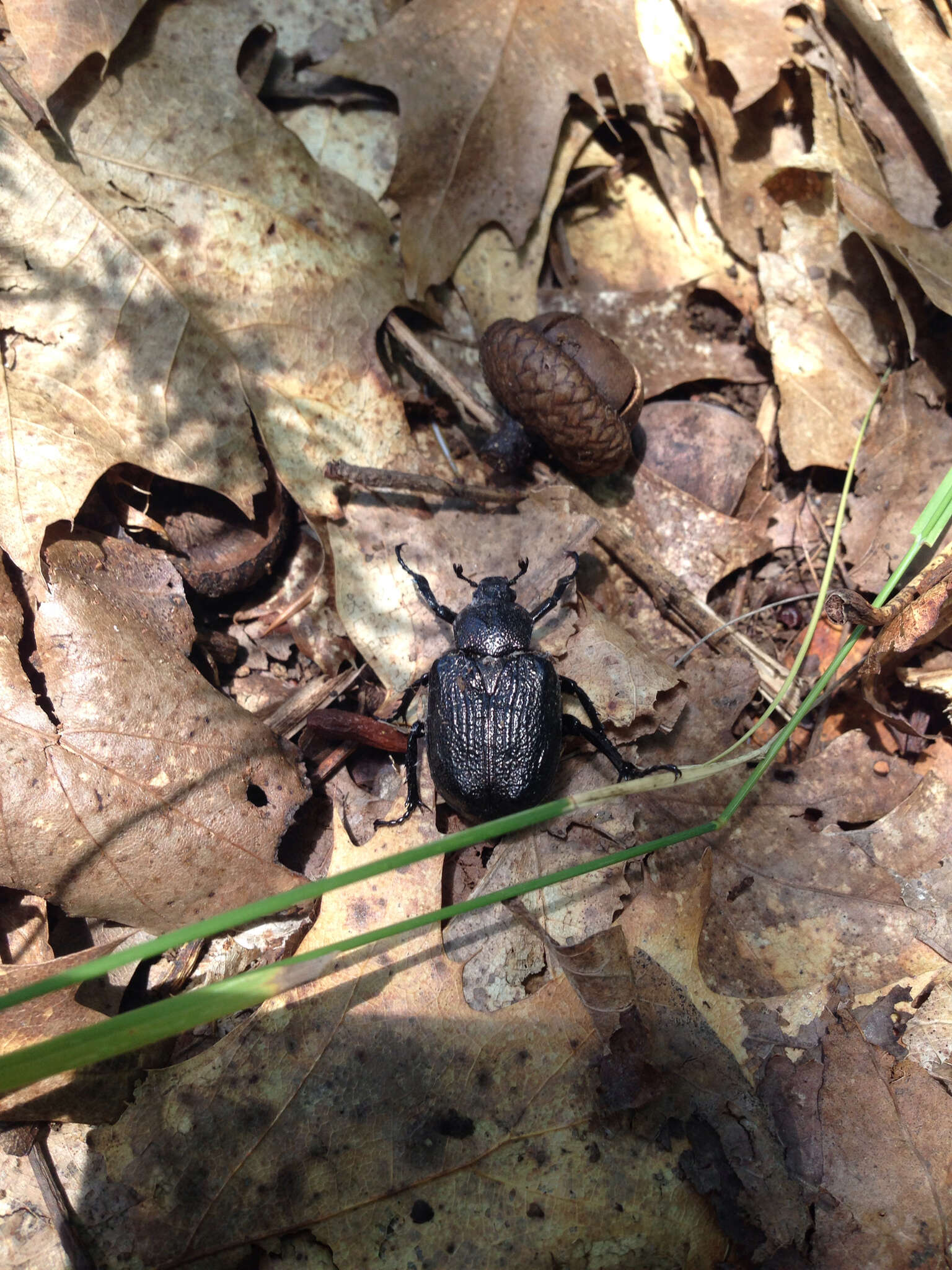 Sivun Osmoderma scabra (Palisot de Beauvois 1805) kuva