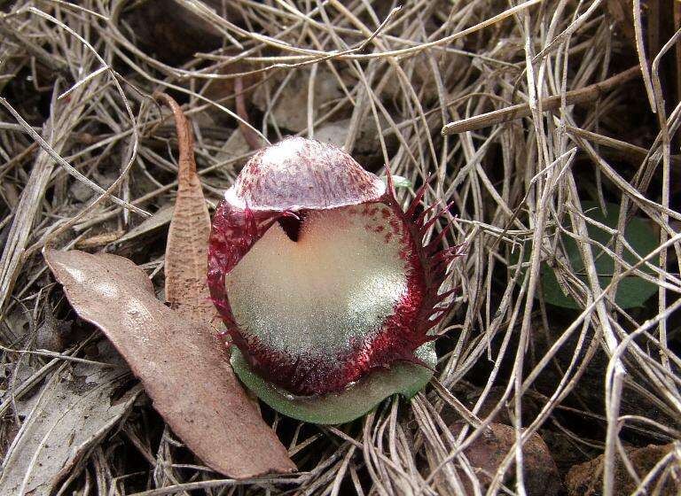 Image of Bristly helmet orchid