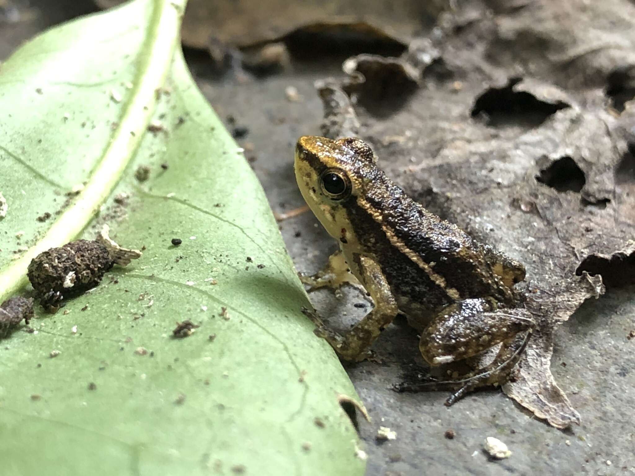 Sivun Hyloxalus infraguttatus (Boulenger 1898) kuva