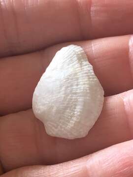 Image of white-beard ark shell