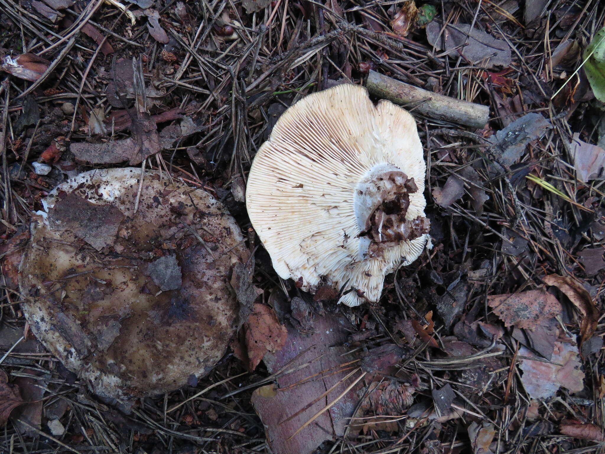 Image of Russula adusta (Pers.) Fr. 1838