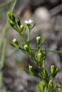 Image of Thesium krymense Romo, Didukh & Borat.