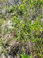 Image de Boronia alulata Soland. ex Benth.