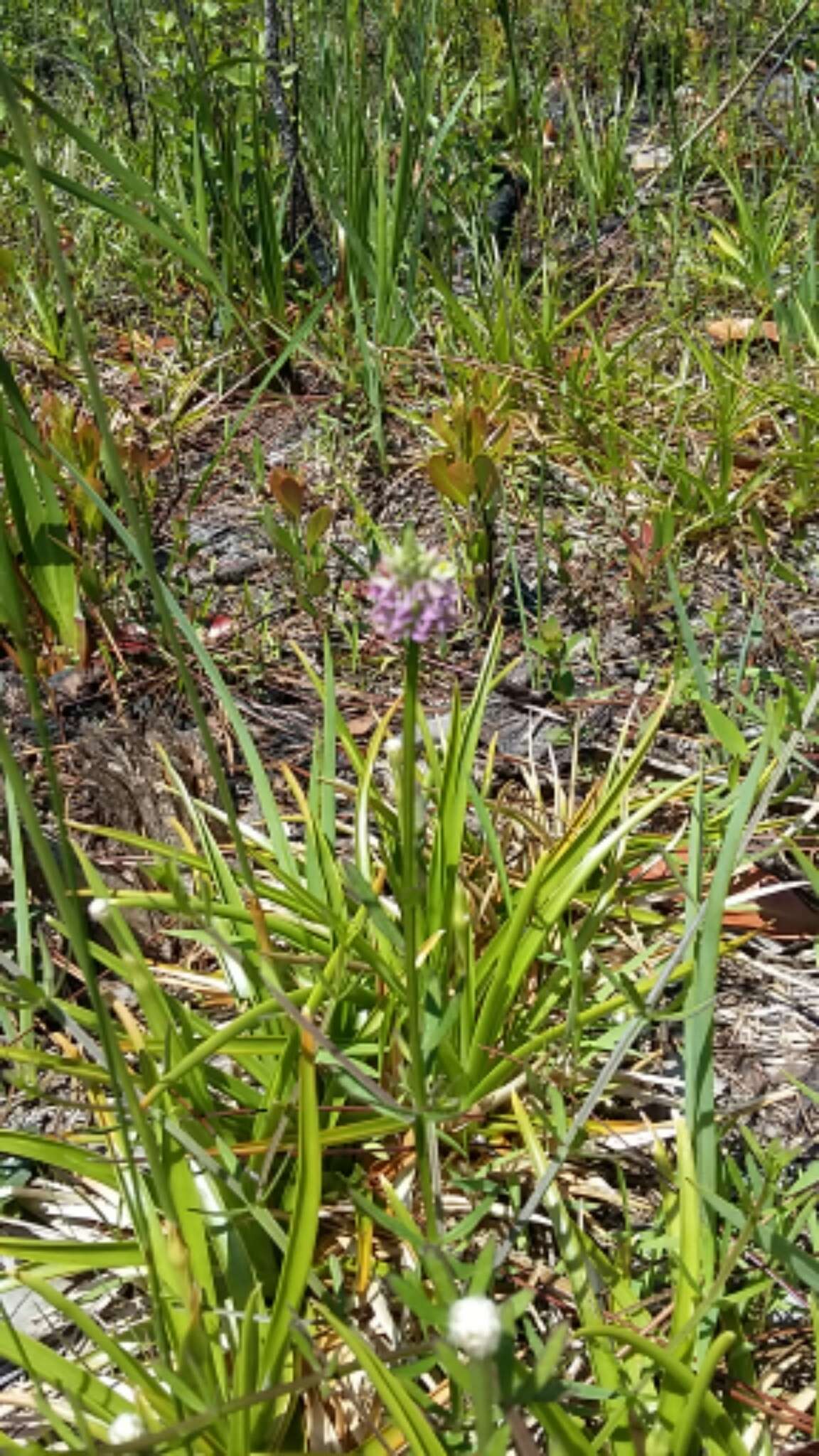 Plancia ëd Polygala cruciata L.