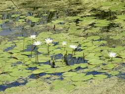 Imagem de Nymphaea elegans Hook.