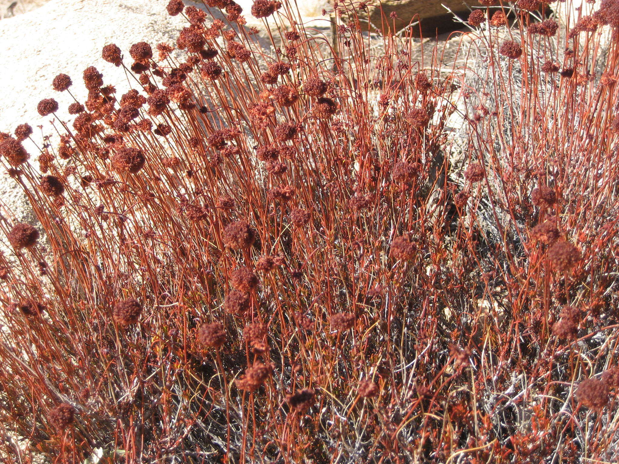 Image of Eastern Mojave buckwheat