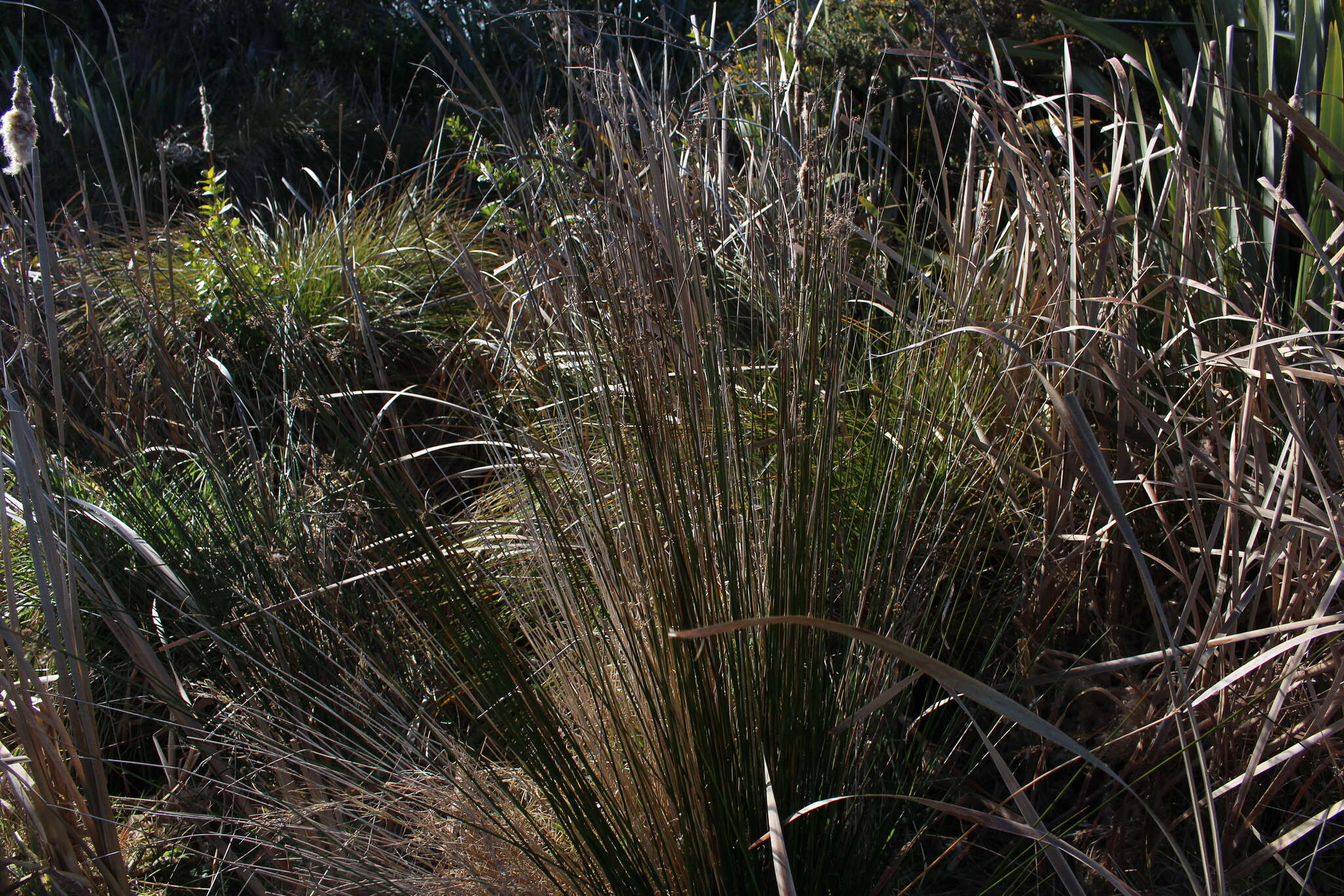 Image of Juncus edgariae L. A. S. Johnson & K. L. Wilson