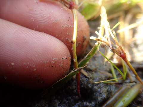 Image of Oxalis versicolor L.