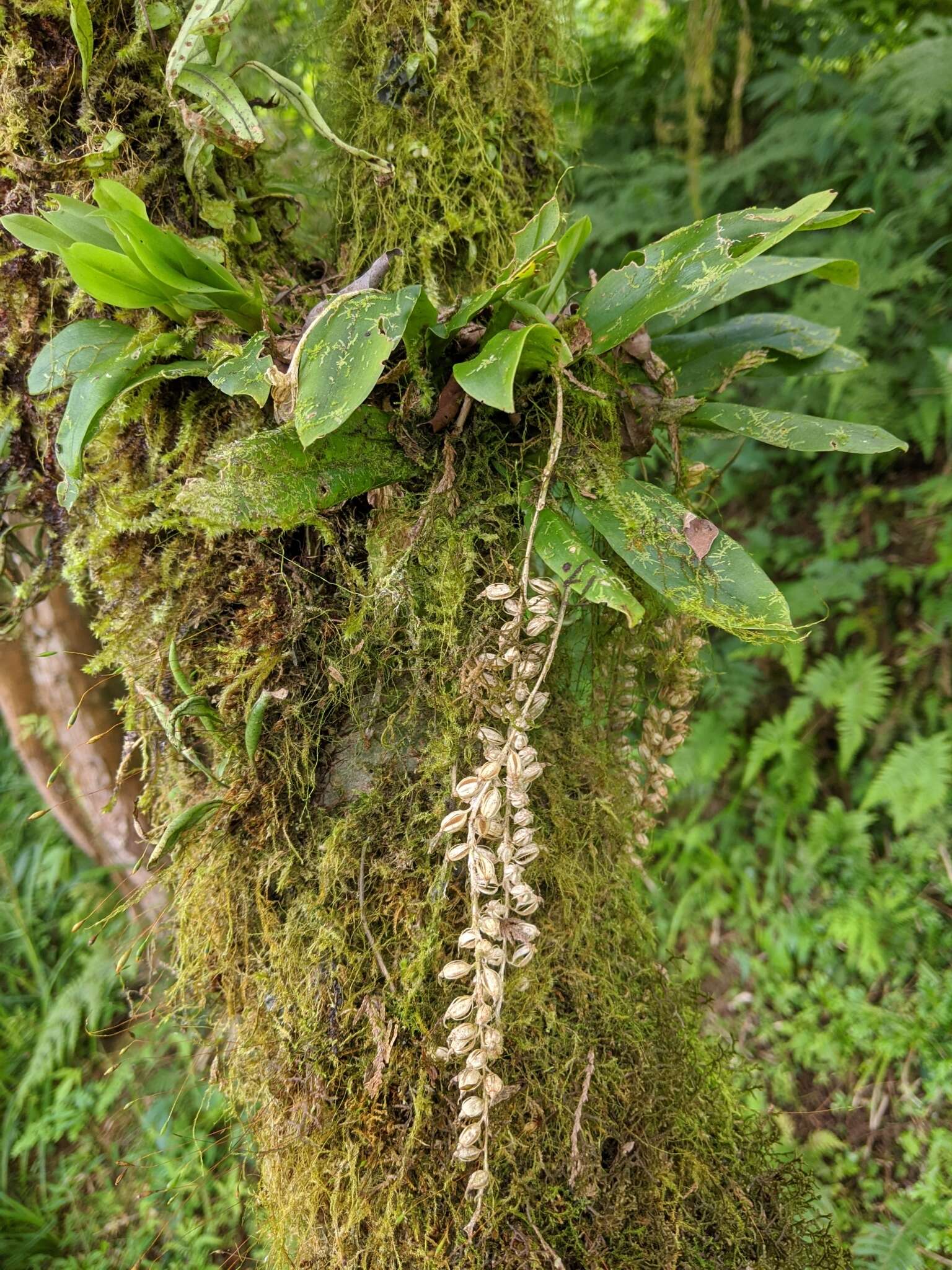 Image of Liparis elliptica Wight