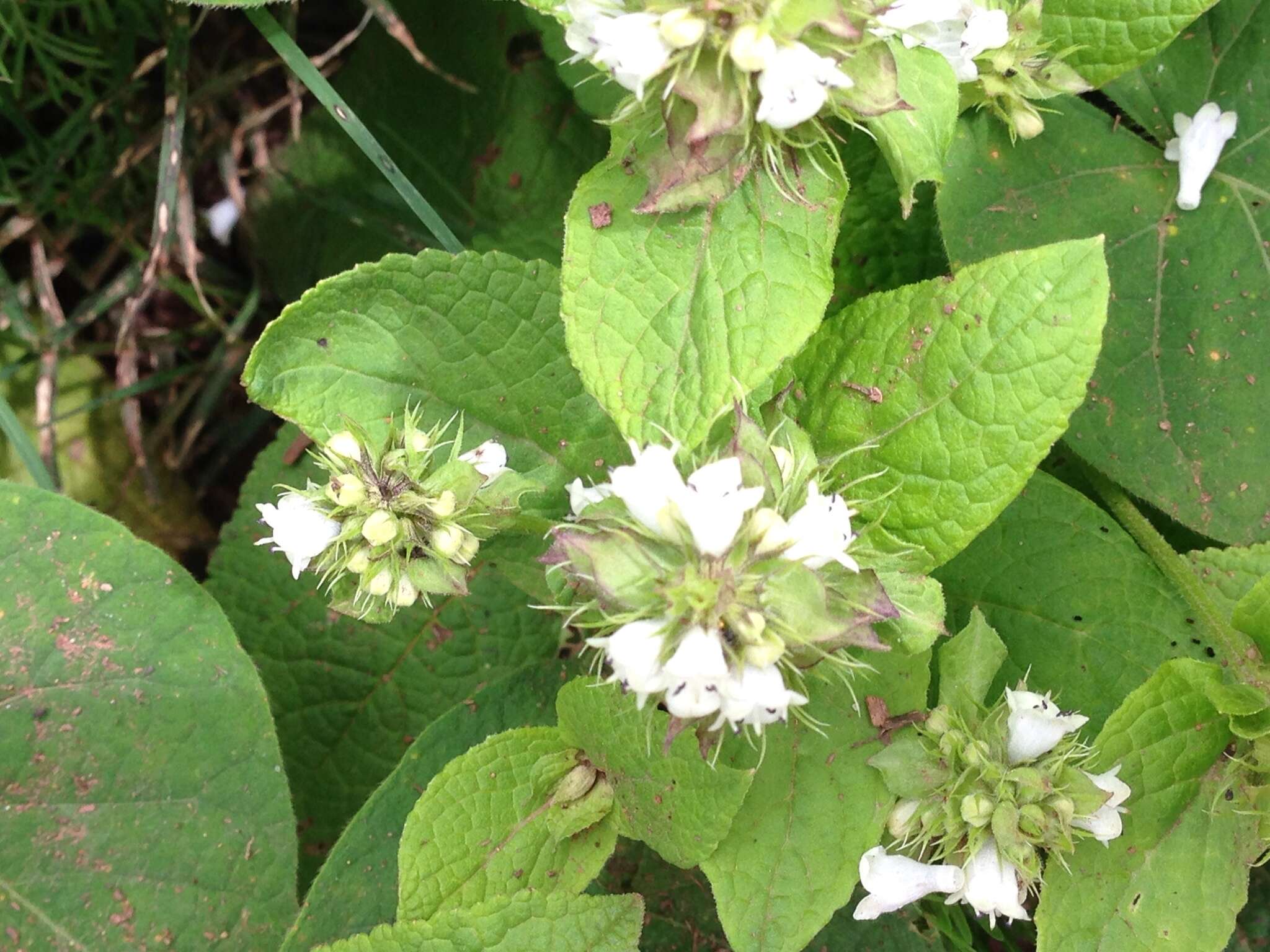 Image of Lepechinia caulescens (Ortega) Epling