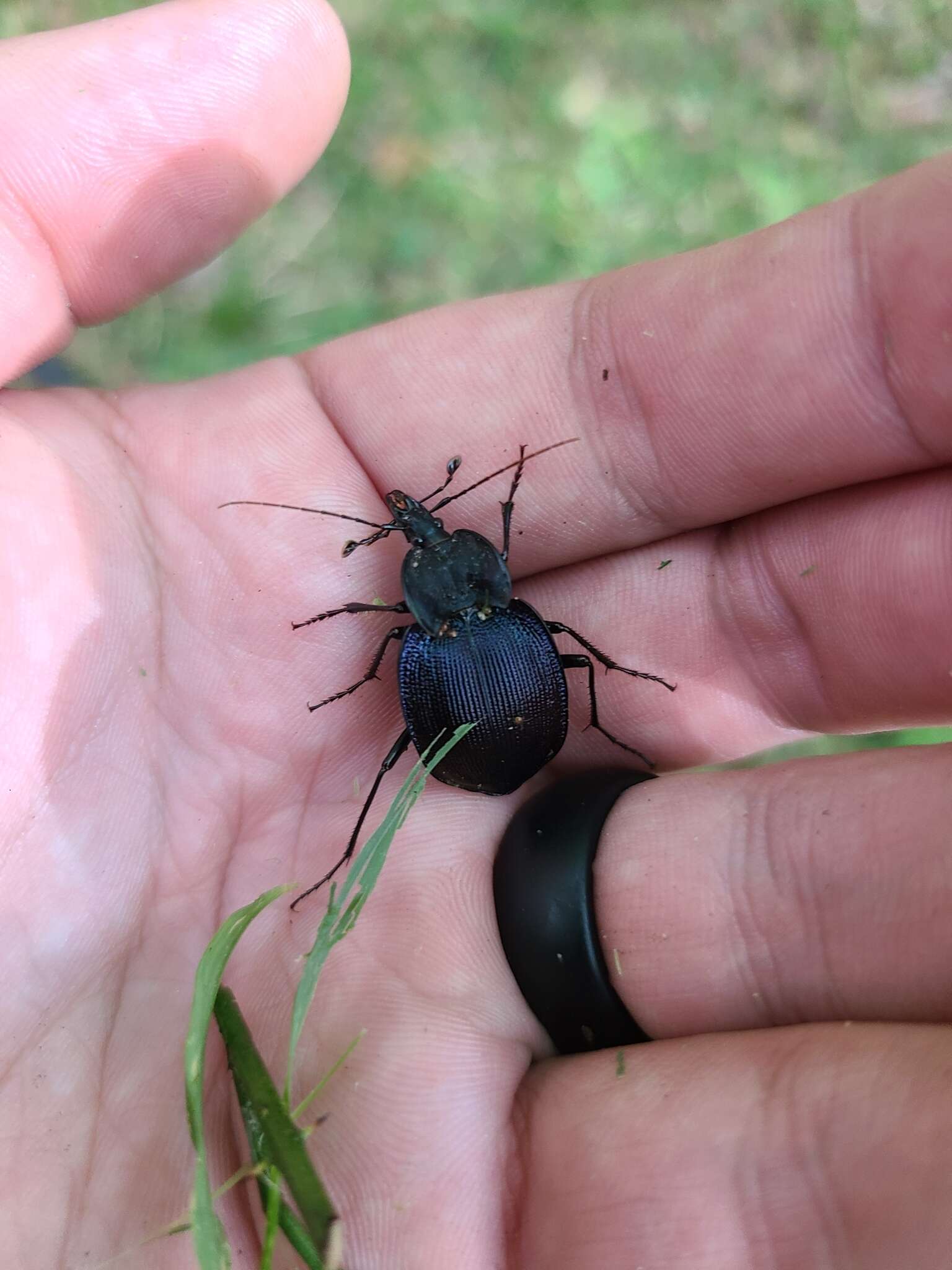 صورة Scaphinotus (Scaphinotus) unicolor (Fabricius 1787)