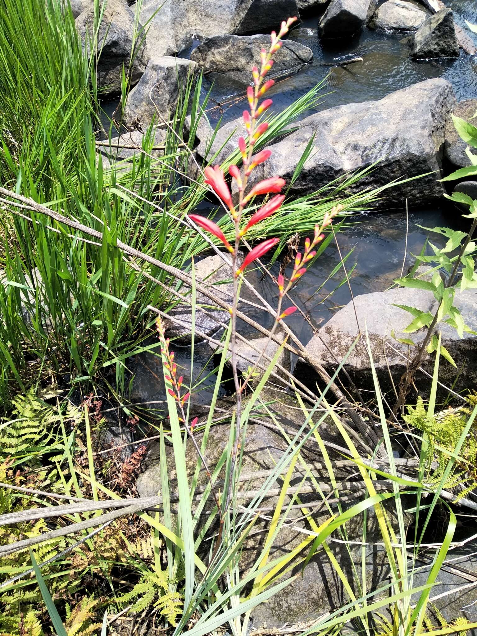 Image of Pott's Montbretia