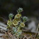 Plancia ëd Maireana excavata (J. Black) Paul G. Wilson