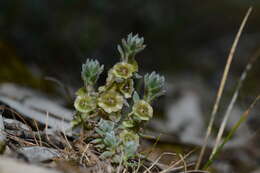 Maireana excavata (J. Black) Paul G. Wilson resmi