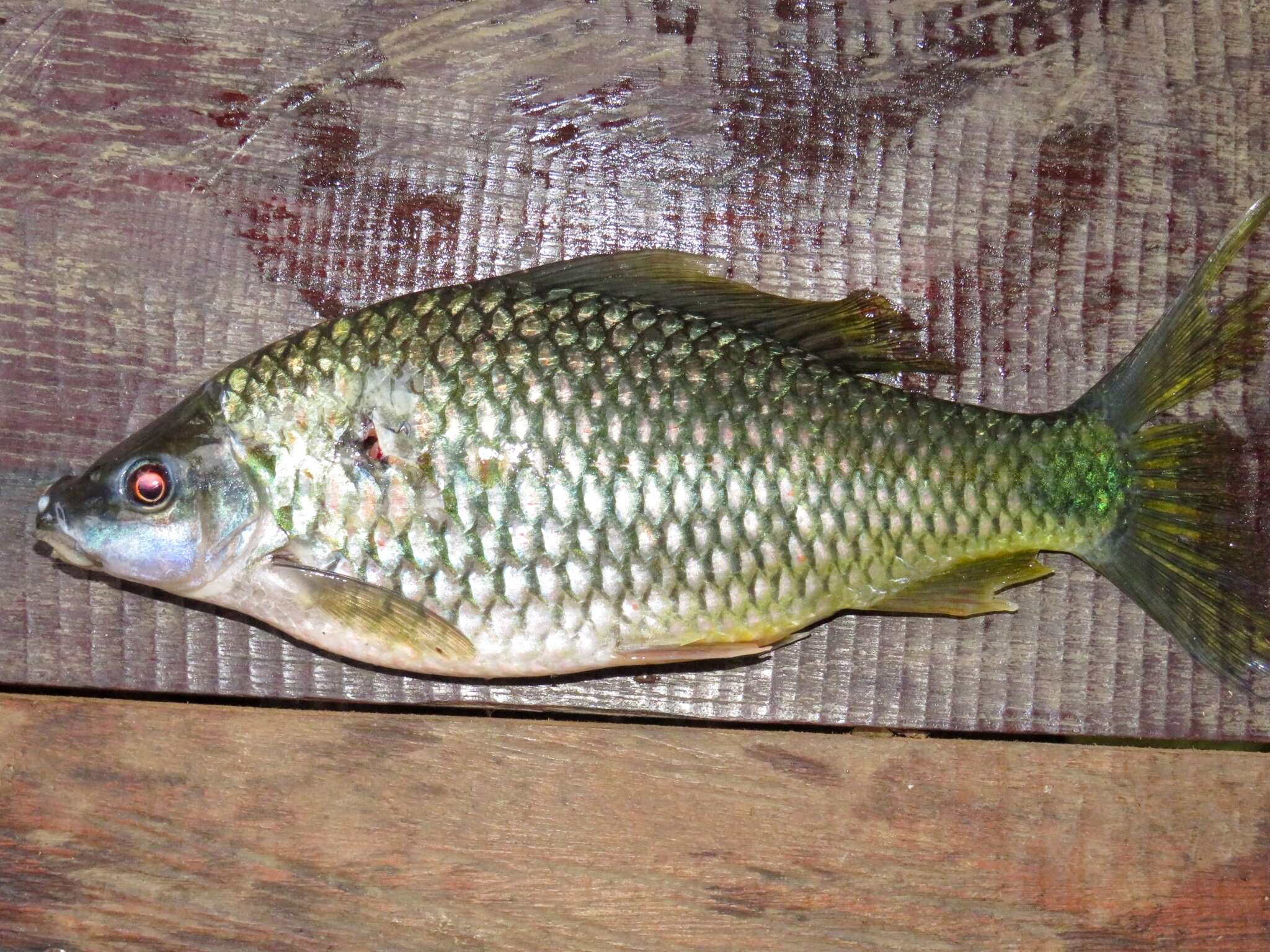 Image of Osteochilus