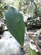 Image of Esenbeckia grandiflora Mart.