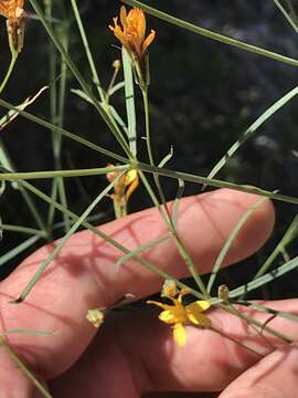 Image of beardless chinchweed