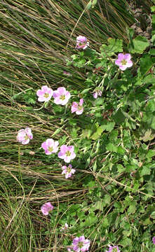 Image of Chatham Island geranium