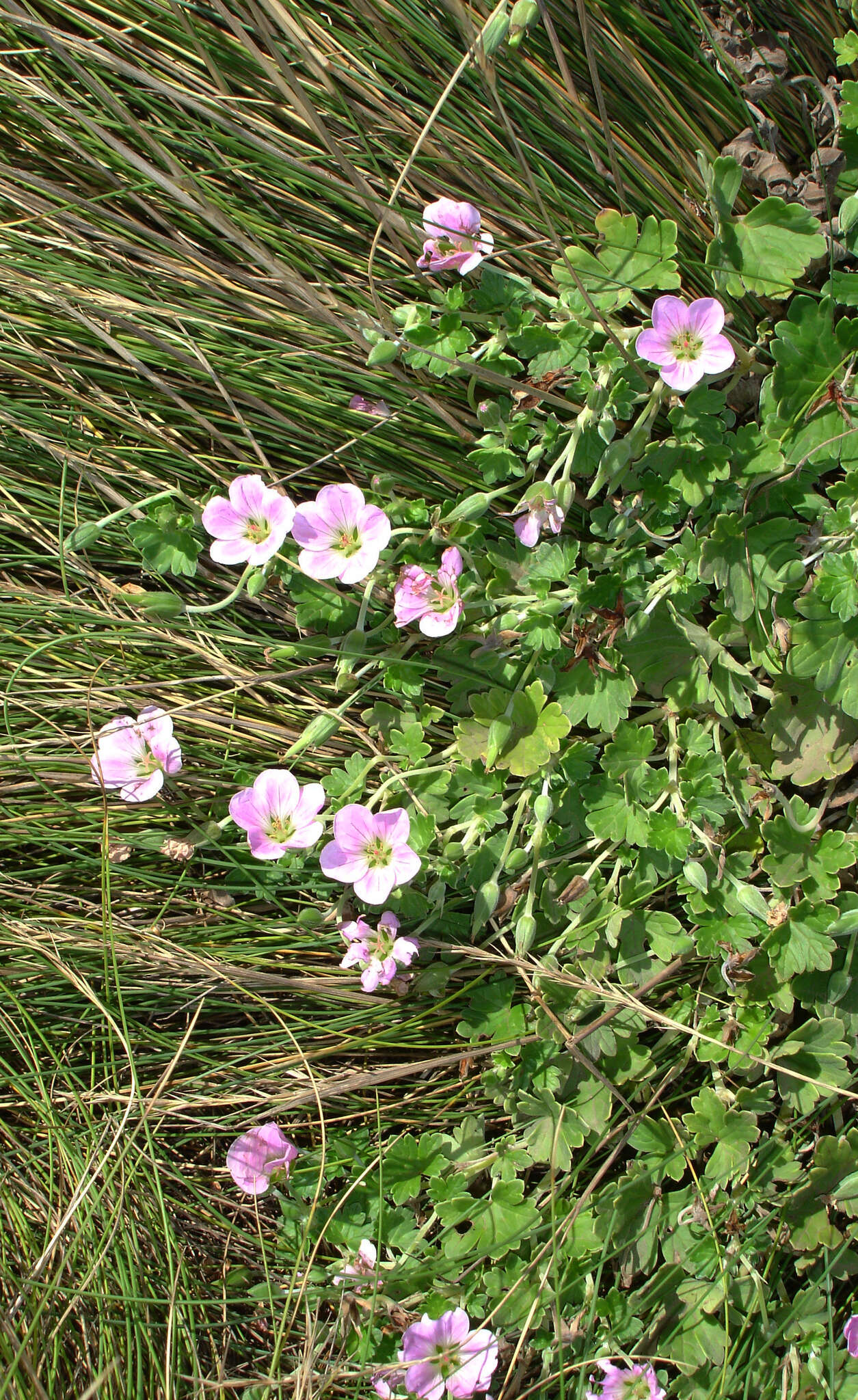 Sivun Geranium traversii Hook. fil. kuva