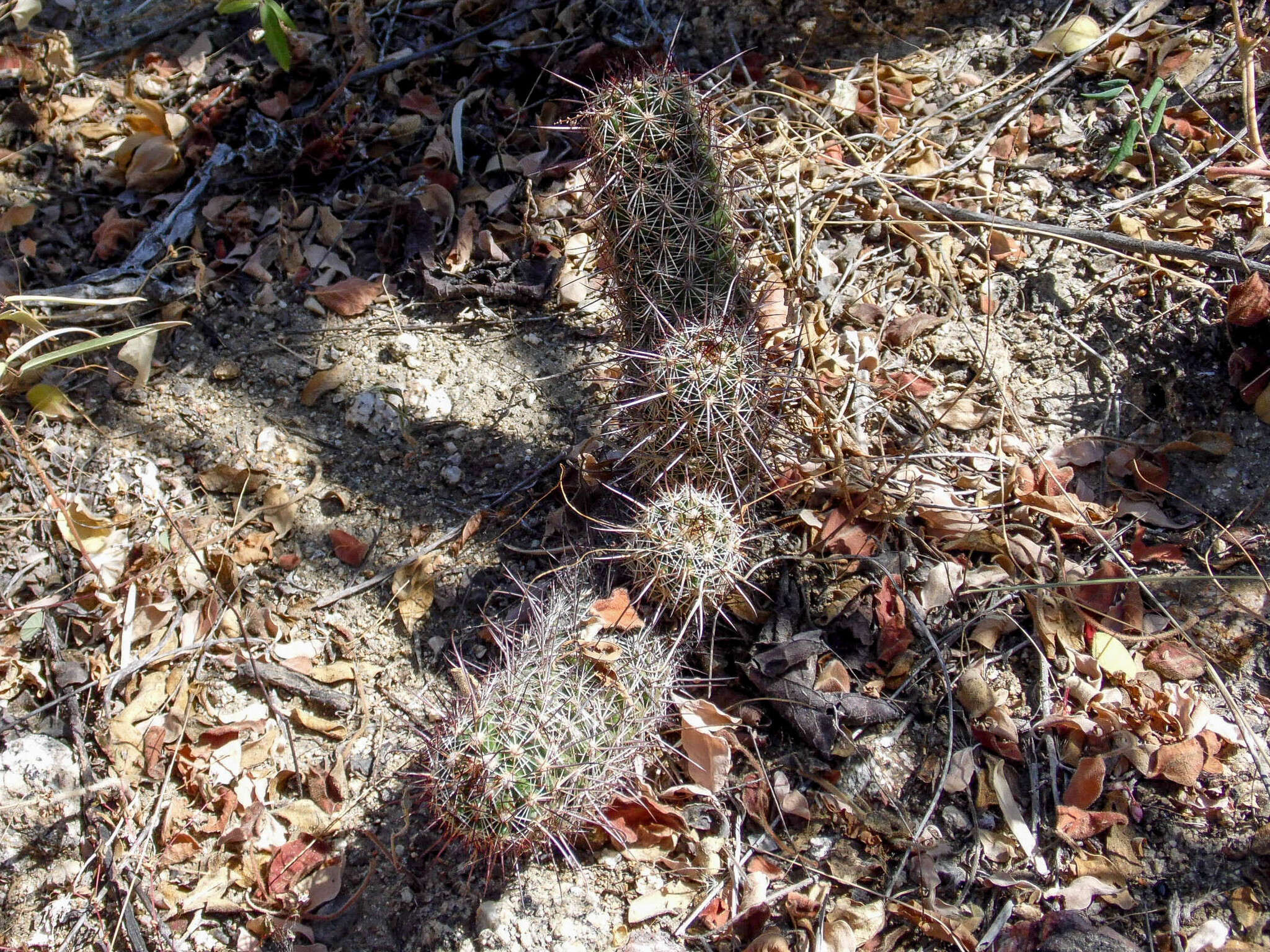 Image of Mammillaria capensis (H. E. Gates) R. T. Craig