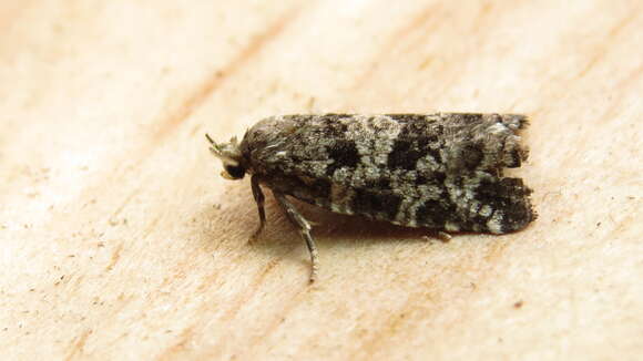 Image of Spring Spruce Needle Moth