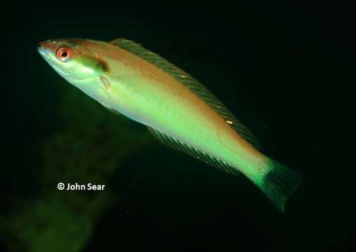 Image of Japanese wrasse