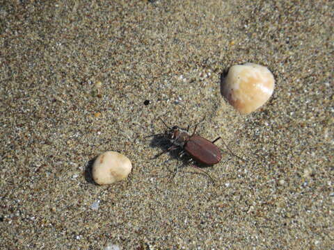 Image of Cicindela (Calomera) concolor Dejean 1822