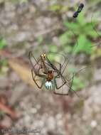 Image of Leucauge celebesiana (Walckenaer 1841)