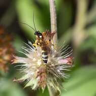 Image de Ichneumon ambulatorius Fabricius 1775