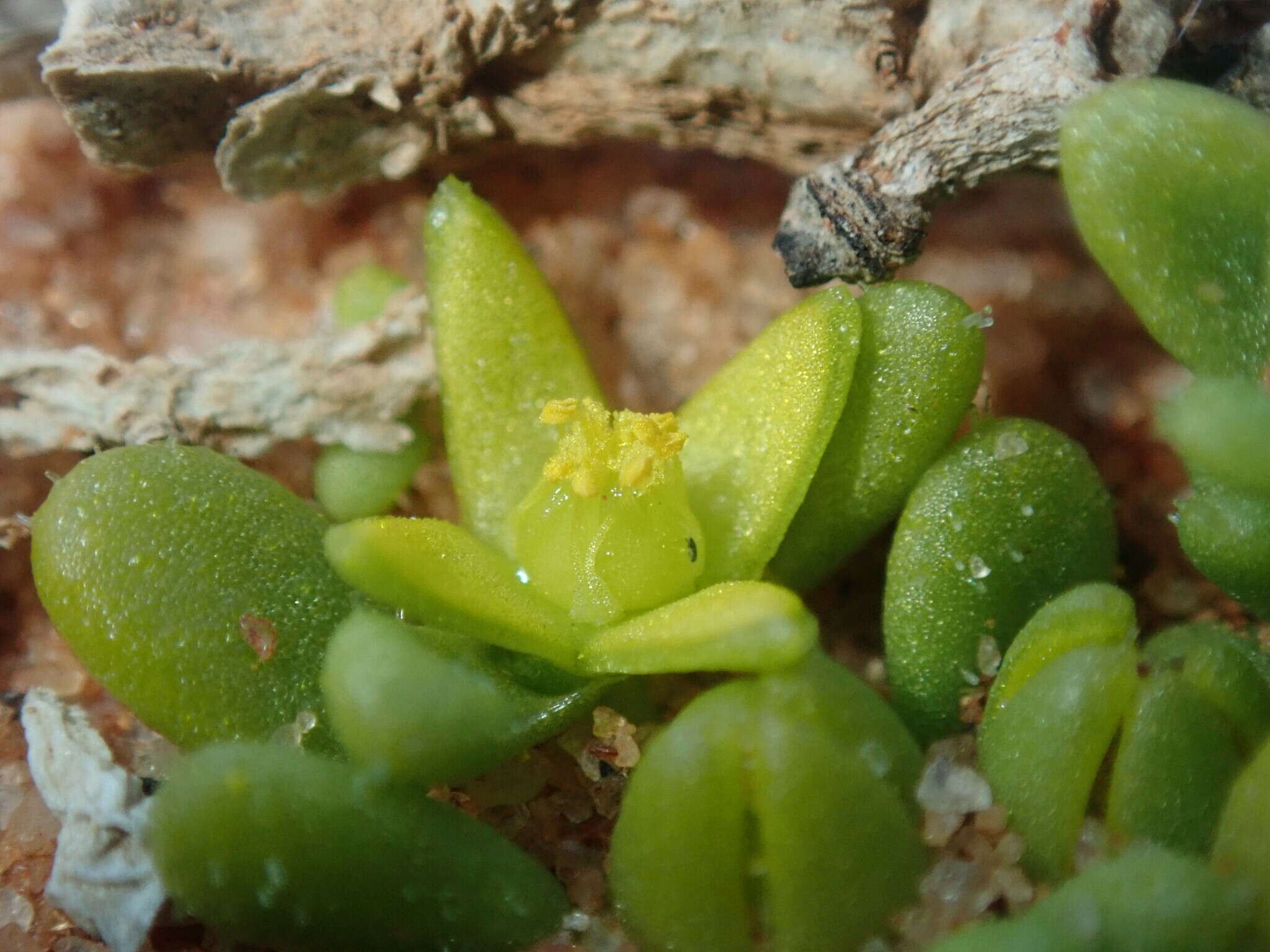 Sivun Gunniopsis septifraga (F. Müll.) R. J. Chinnock kuva