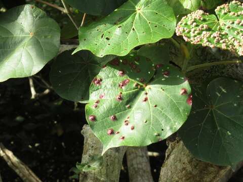 Hibiscus tiliaceus subsp. tiliaceus的圖片