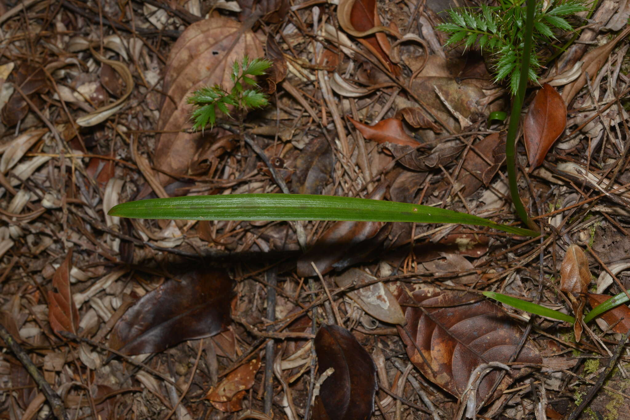 Coilochilus neocaledonicum Schltr.的圖片