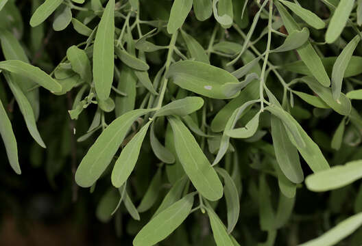 Image of Narrow-leaved mustard tree