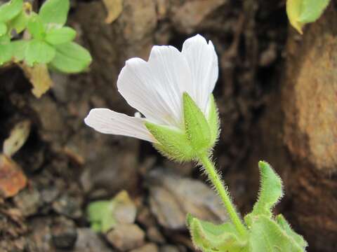 صورة Cerastium undulatifolium Somm. & Levier