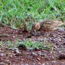 Image of Somali Short-toed Lark