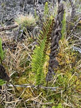 Plancia ëd Polypodium pellucidum Kaulf.