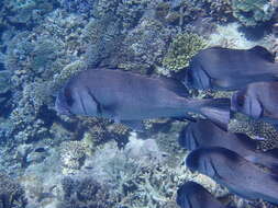 Image of Brown Sweetlips