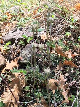 Imagem de Antennaria marginata Greene